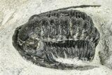 Bargain, Cornuproetus Trilobite Fossil - Morocco #249722-3